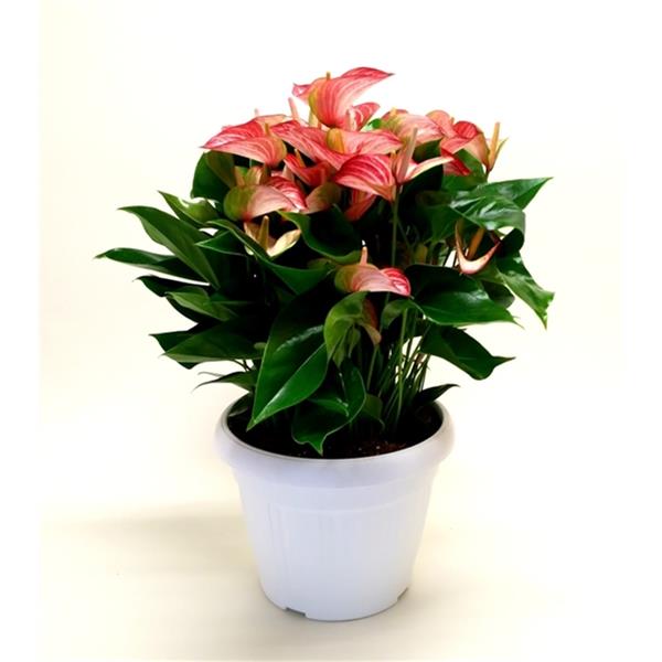 Anthurium andreanum Livium Red