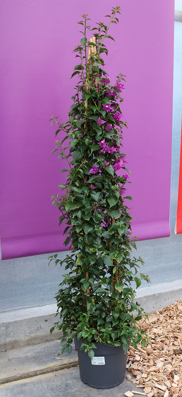 Bougainvillea glabra
