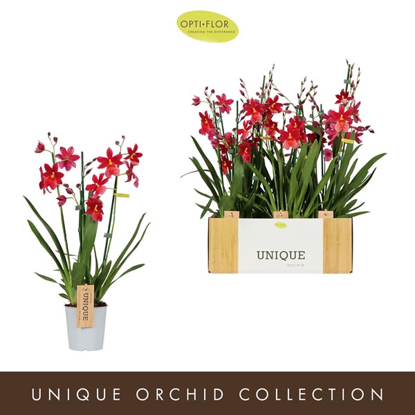 Cambria hybrida Nelly Isler