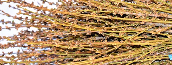 Schnitt.Forsythien Handbund