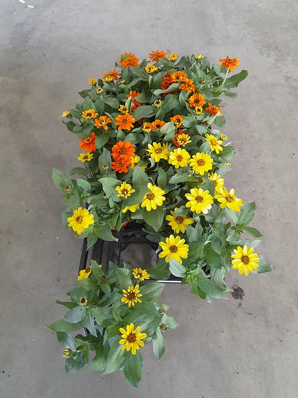 Zinnia profusion Mix