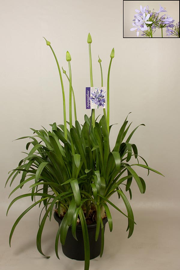 Agapanthus africanus Big Blue