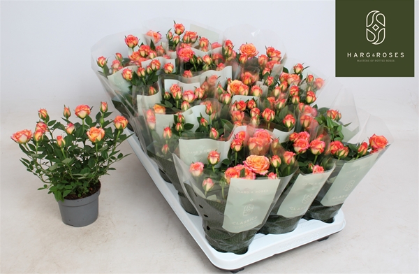 Rosa hybrida Airbrush