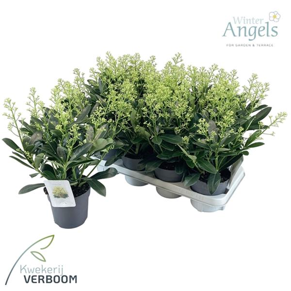 Skimmia japonica Finchy 9+