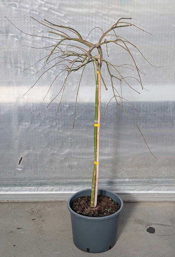 Acer palmatum Dissectum Viridis