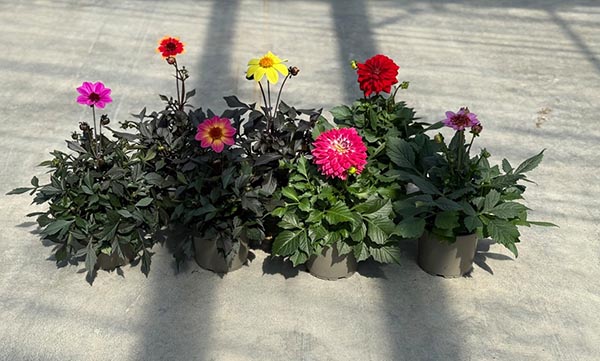 Dahlia hybrida Mix