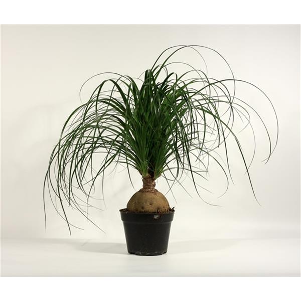 Beaucarnea recurvata