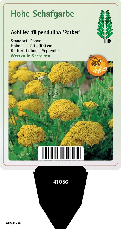 Achillea filipendulina Parker