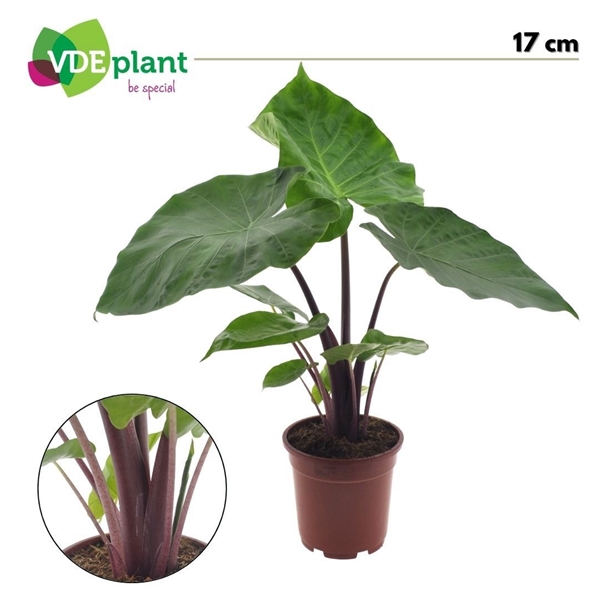 Alocasia macrorrhiza Imperial Red