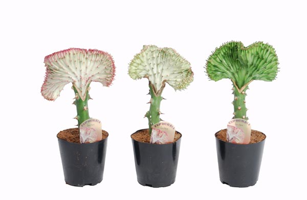 Euphorbia lactea Christata