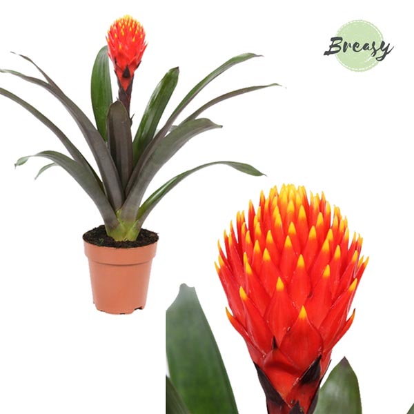 Guzmania hybrida Tala