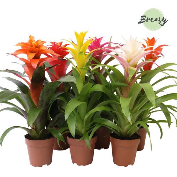 Guzmania hybrida Cupcake Mix