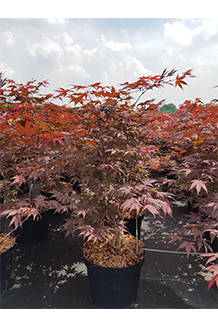 Acer palmatum Atropurpureum