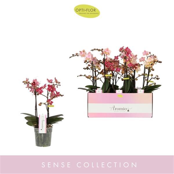 Phalaenopsis hybrida Aromio Mixtray