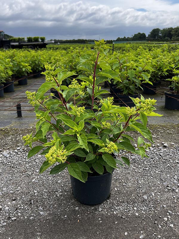 Hydrangea paniculata Sundae Fraise