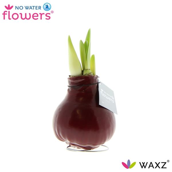Amaryllis bella-donna Wax Bordeaux R.B.