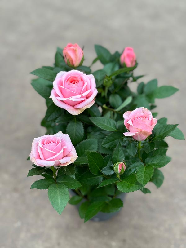 Rosa hybrida Grande Adele