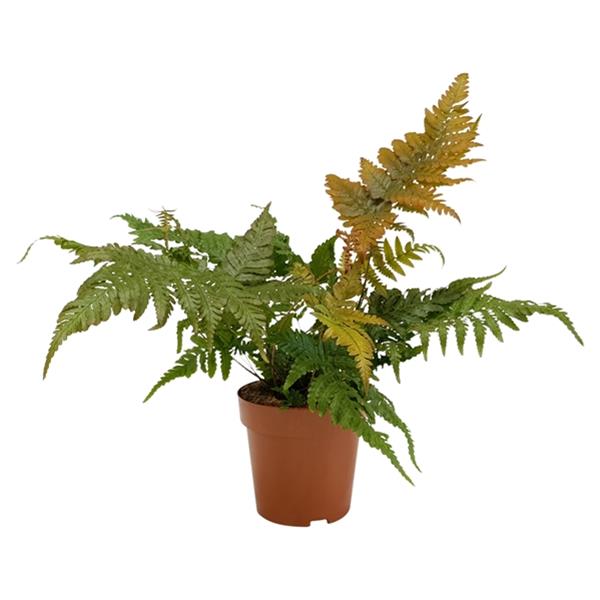 Dryopteris erythrosora