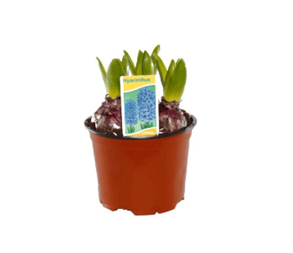 Hyacinthus orientalis Blau