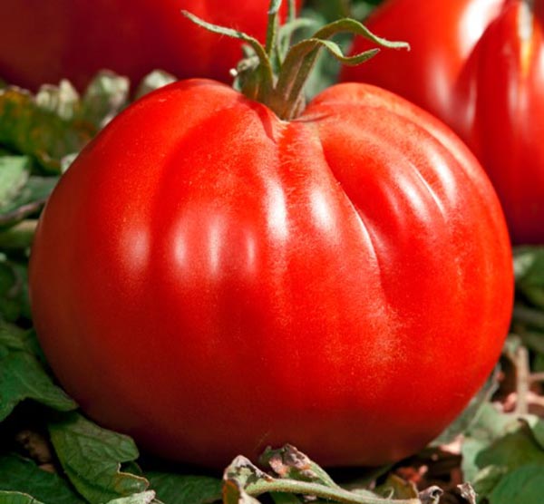 Solanum lycopersicum Corazon Ochsenherztomate veredelt