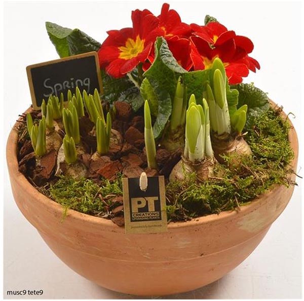 Arra. Zwiebel Mix PTBM3848