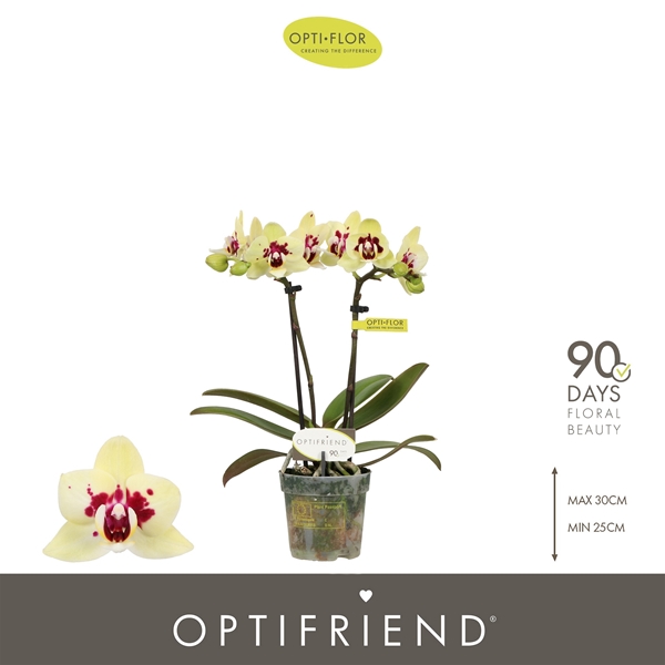 Phalaenopsis hybrida Anouk