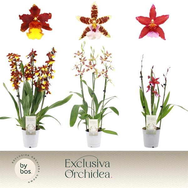 Cambria hybrida Mix