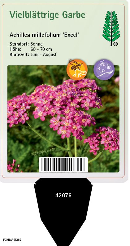 Achillea millefolium Excel