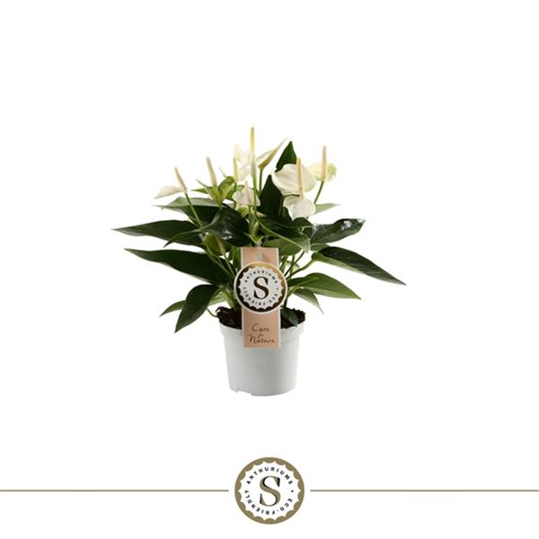 Anthurium andreanum White Champion