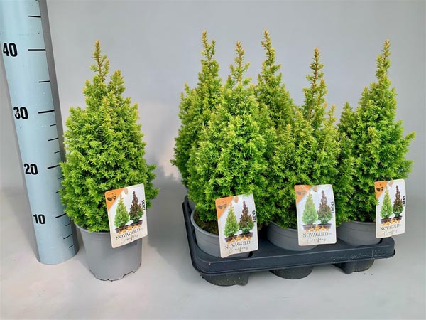 Chamaecyparis thyoides Novagold