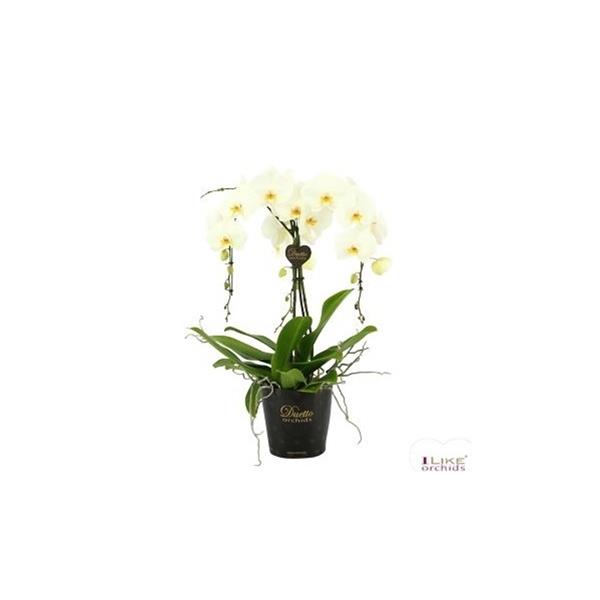 Phalaenopsis hybrida Ornamento White