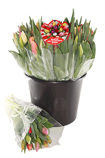 Schnitt. Tulpen 10-Bund Karneval