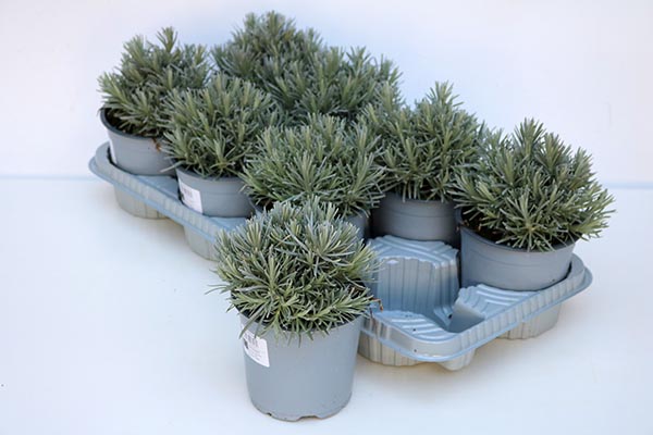 Helichrysum italicum