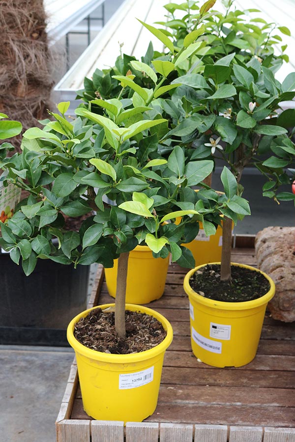 LG-PAKET Zitrone P20