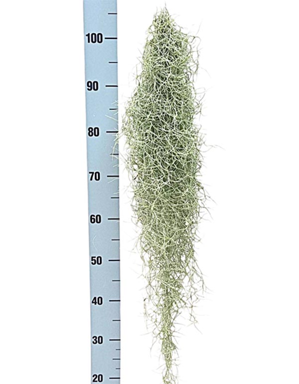 Tillandsia usneoides XXL