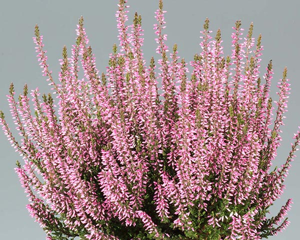 Calluna vulgaris Pink bettina