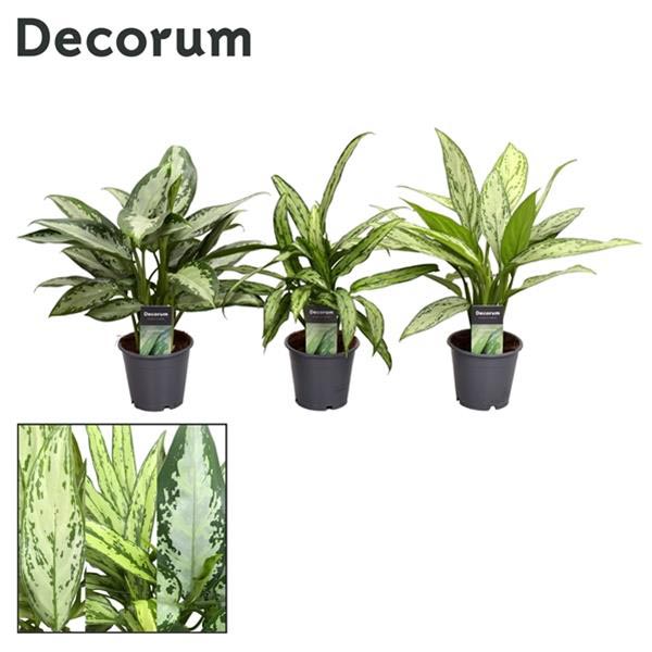 Aglaonema commutatum Mix