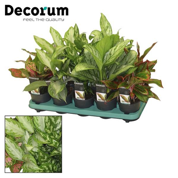 Aglaonema commutatum Mix