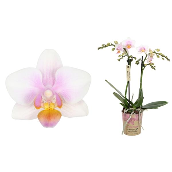 Phalaenopsis hybrida Multiflora Austria