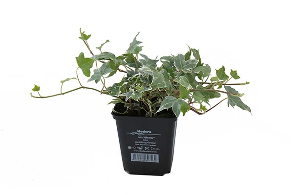 Hedera helix Glacier