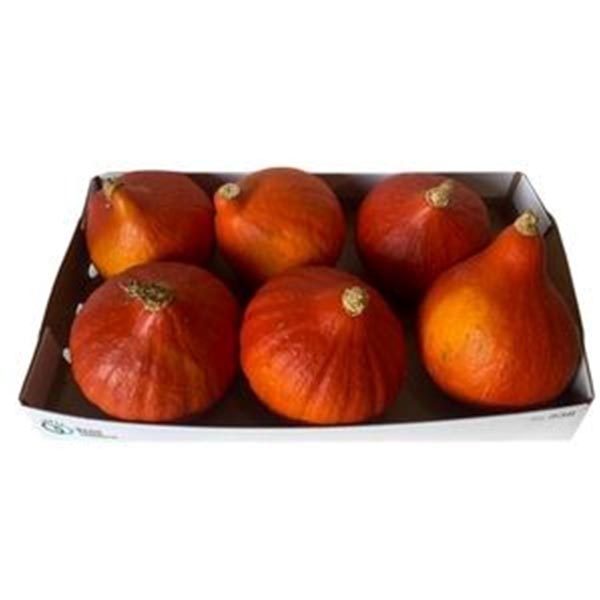 Cucurbita pepo Kürbis Red Kuri Plant