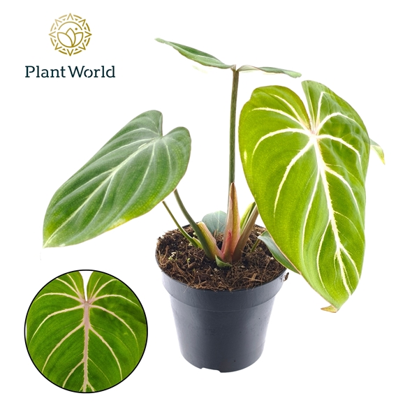 Philodendron gloriosum Zebra