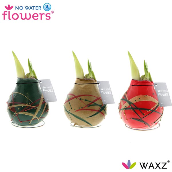 Amaryllis bella-donna Wax Art Munch R. B