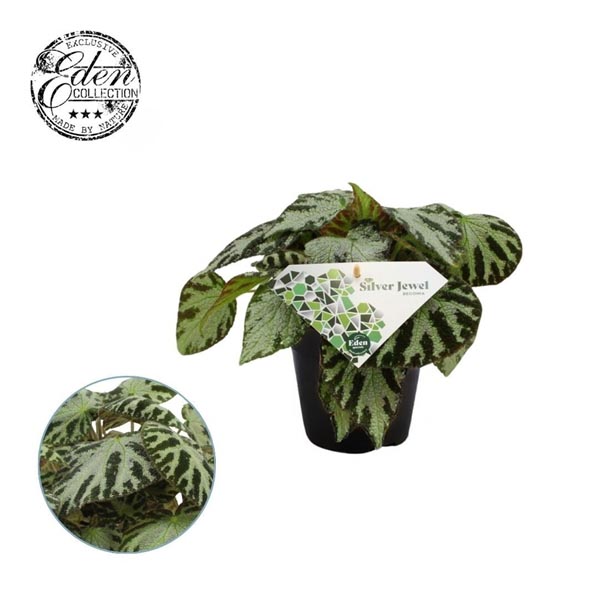 Begonia Silver Jewell