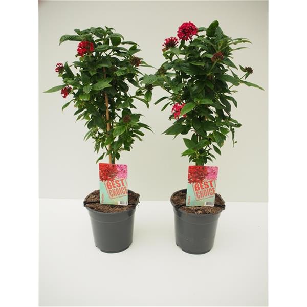 Pentas lanceolata Mix