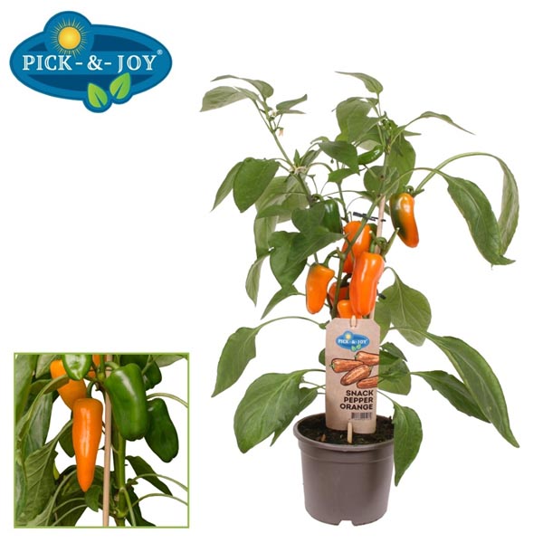Capsicum annuum PICK-&-JOY Snack Pepper Orange