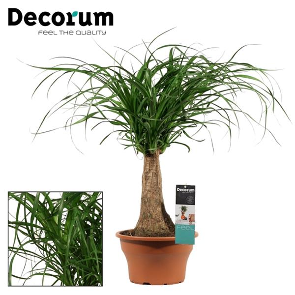 Beaucarnea recurvata