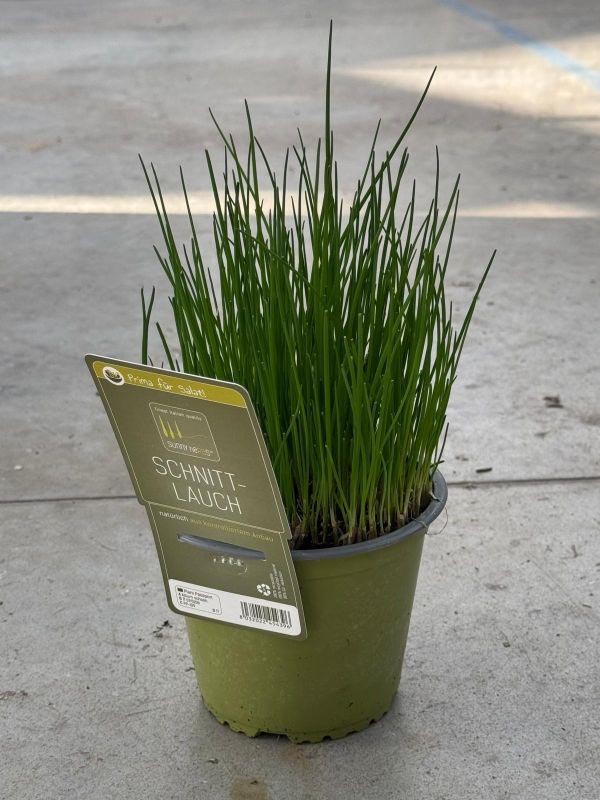 Allium schoenoprasum Schnittlauch SunnyHerbs