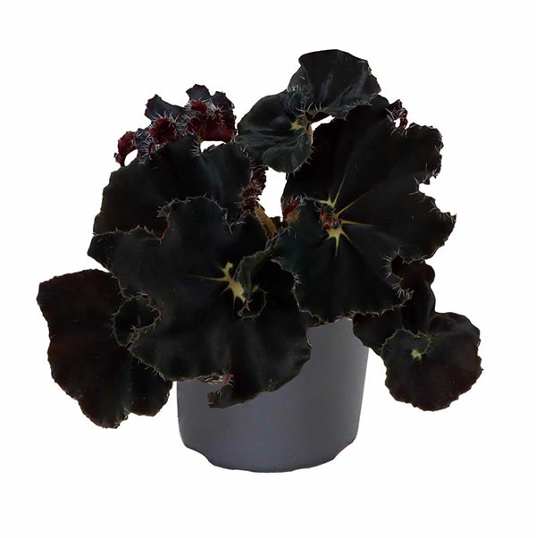 Begonia rex Dark Mambo