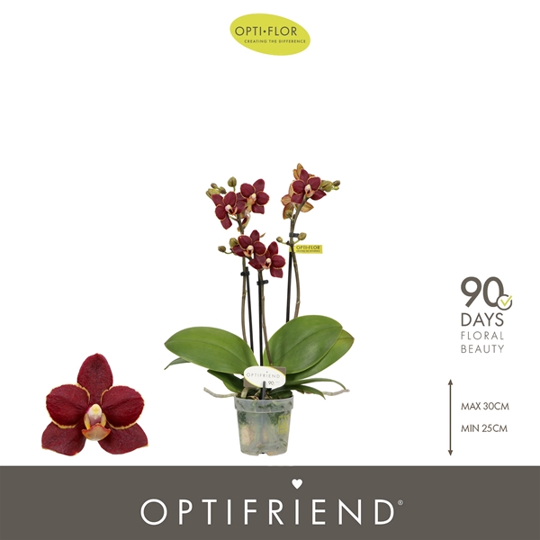 Phalaenopsis hybrida Esmee